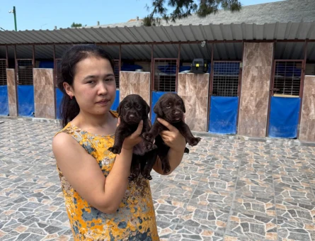 Labrador Yavrularımız 2 Aylık Teslime Hazır - 5379