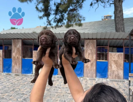 Labrador Yavrularımız 2 Aylık Teslime Hazır