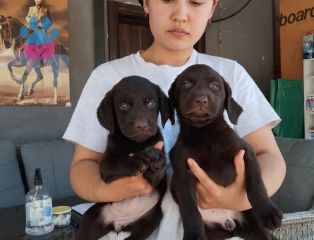 Labrador Yavrularımız 2 Aylık Teslime Hazır