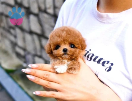KOREAN TOY POODLE YAVRULARIMIZ - 5380