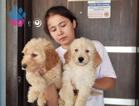 Goldendodle 2 Aylık Yavrularımız - 5381