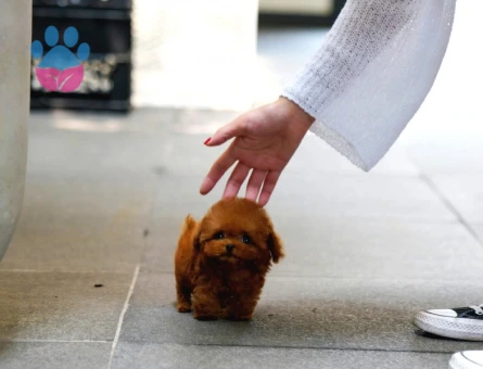 TOY POODLE YAVRULARIM