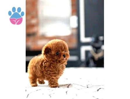 SAGLIK VE IRK GARANTILI TOY POODLE YAVRULARIM - 5384
