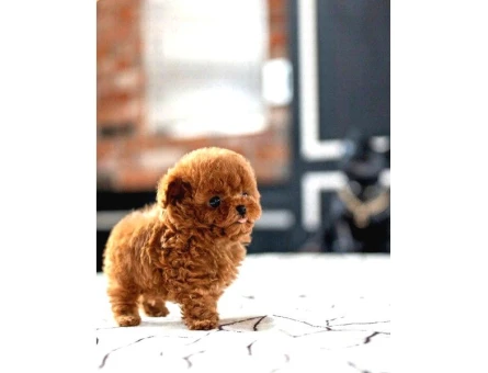 SAGLIK VE IRK GARANTILI TOY POODLE YAVRULARIM - 5384