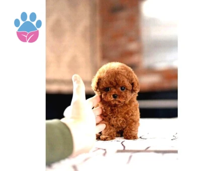 SAGLIK VE IRK GARANTILI TOY POODLE YAVRULARIM