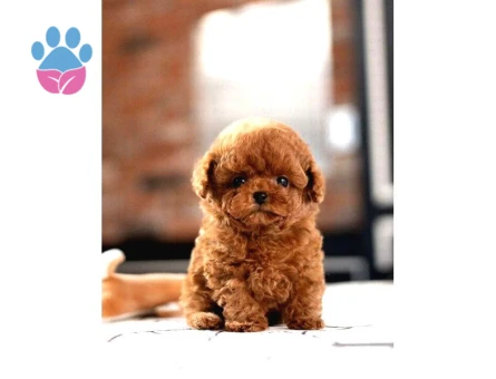 SAGLIK VE IRK GARANTILI TOY POODLE YAVRULARIM