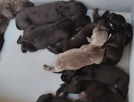 Cane Corso ogotto yavrular - 5385