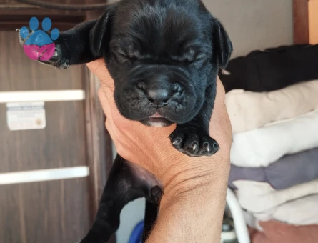 Cane Corso ogotto yavrular