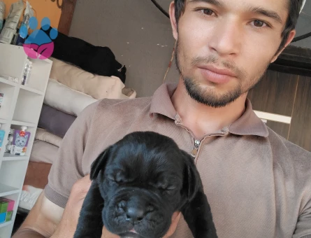 Cane Corso ogotto yavrular