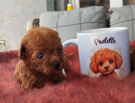 Toy Poodle Kore Teacup Yavrularımız - 5386