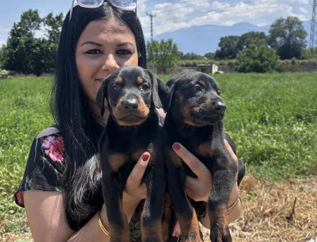 Safkan üst kalite doberman yavrularım - 5387