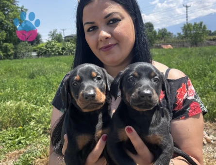 Safkan üst kalite doberman yavrularım