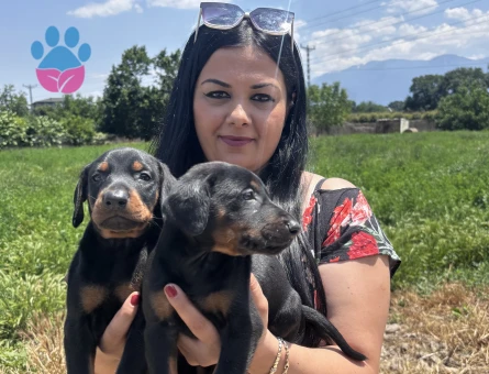 Safkan üst kalite doberman yavrularım