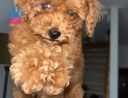 Toy poodlE 2 Aylık Yavrularımız