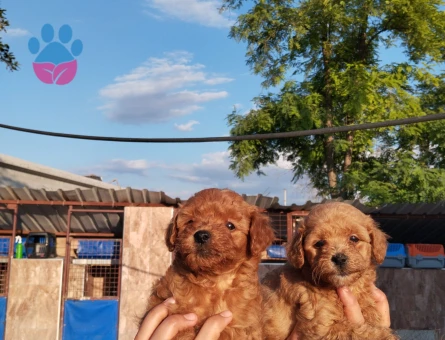 Toy poodlE 2 Aylık Yavrularımız