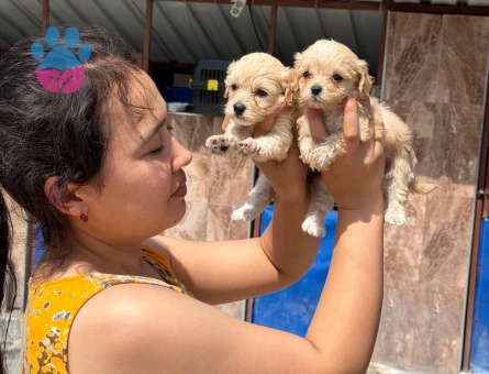 Maltipoo 2 Aylık Yavrularımız