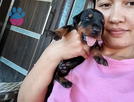Secerli Doberman yavurlamız
