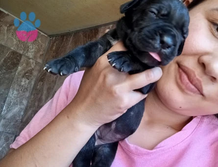 Cane Corsa yavurlamız