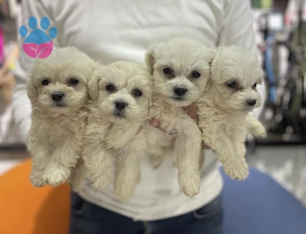 Maltese Terrier Yavrularımız 2 Aylıklar
