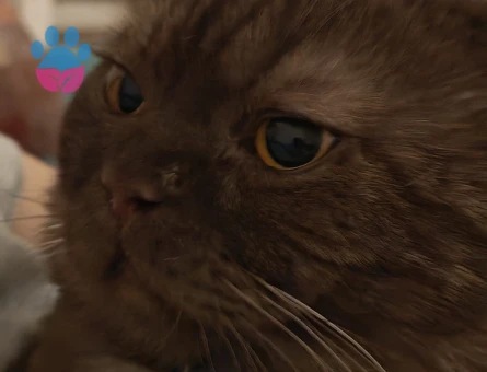 Ankara Mamak'tan British Shorthair Eş Arıyor