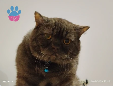 Ankara Mamak'tan British Shorthair Eş Arıyor
