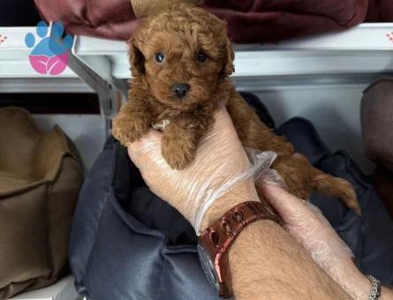 IRK GARANTİLİ TOY POODLE YAVRULARIMIZ - 5396