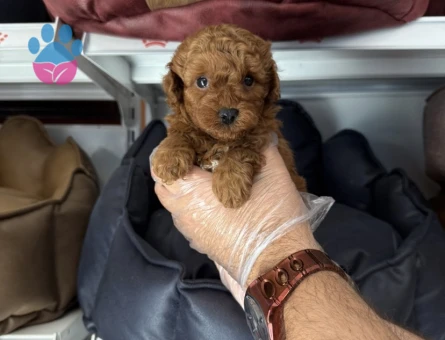 IRK GARANTİLİ TOY POODLE YAVRULARIMIZ
