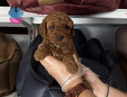 IRK GARANTİLİ TOY POODLE YAVRULARIMIZ