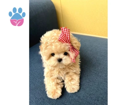 EN AKILLI VE TATLI TOY POODLE BEBEKLERIMIZ