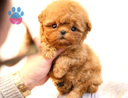 TOY POODLE YAVRULARIM Kore - 5402