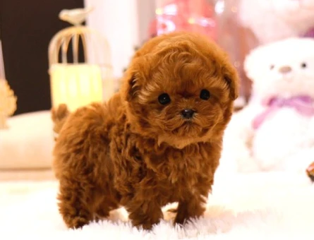KORE POODLE BEBEKLERİM - 5405