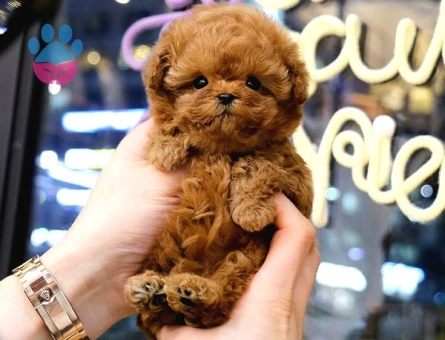 KORE POODLE BEBEKLERİM