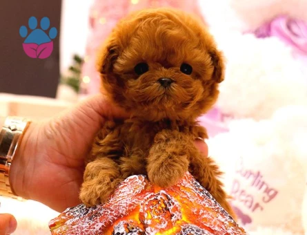 KORE POODLE BEBEKLERİM