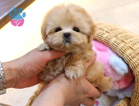 Kore TOY POODLE BEBEKLERİM - 5406