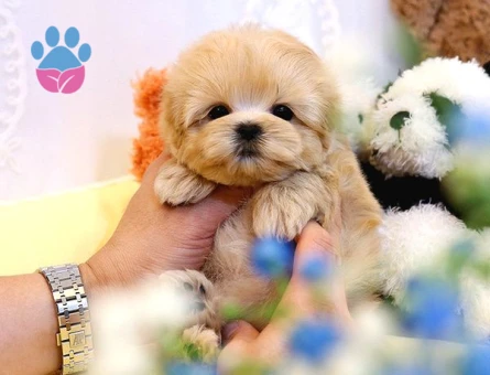 Kore TOY POODLE BEBEKLERİM