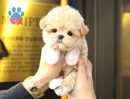 TOY POODLE bebek