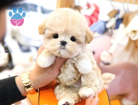 TOY POODLE bebek