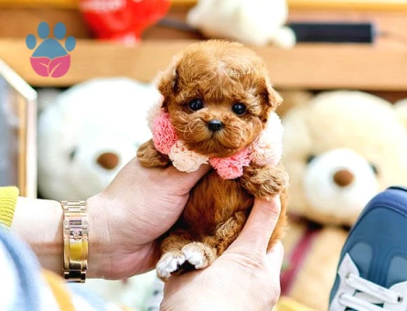 Toy Poodle Sevimli Yavrularımız Mikro Poodle bekleriz