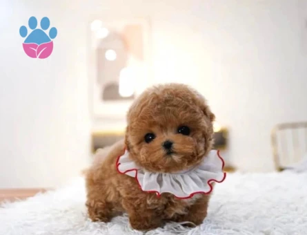 Kore Bebek Poodle