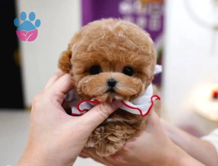 Kore Bebek Poodle - 5411