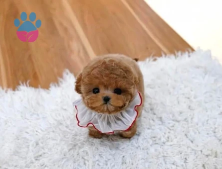 Kore Bebek Poodle
