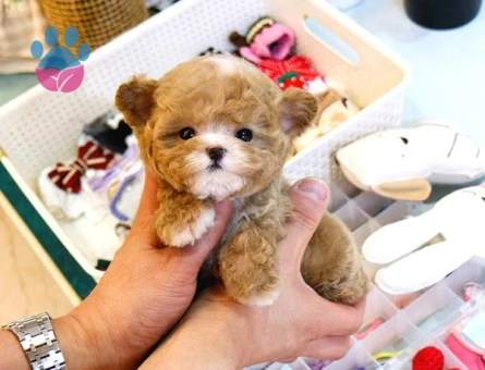 Toy Poodle 2 Aylık Yavrularımız