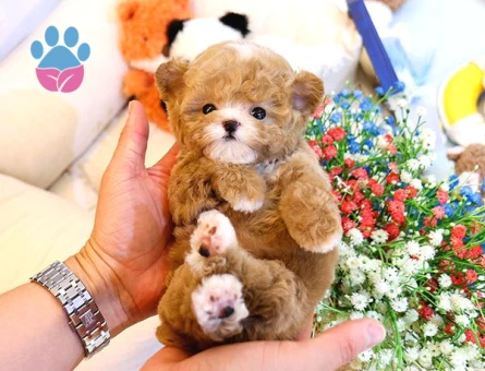 Toy Poodle 2 Aylık Yavrularımız