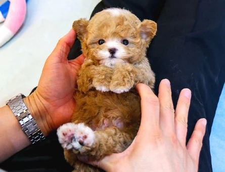 Toy Poodle 2 Aylık Yavrularımız - 5413