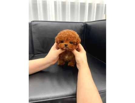 Dünyalar Tatlısı Bebeğimiz Kore Toy Poodle - 5415