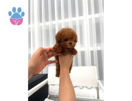 Dünyalar Tatlısı Bebeğimiz Kore Toy Poodle