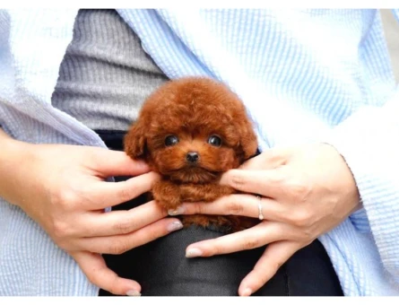 Toy Poodle Bebeklerimiz Birbirinden Güzel - 5416