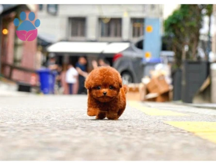 Toy Poodle Bebeklerimiz Birbirinden Güzel