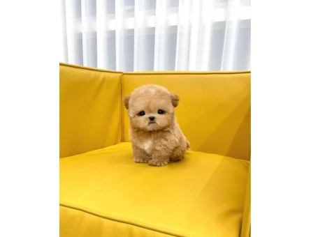 Kore Cins Poodle Yavrularımız Hazır - 5417