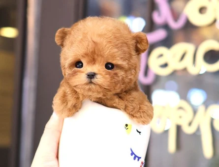 2 Aylık Çocuk Dostu Poodle Bebek Yavrular - 5418